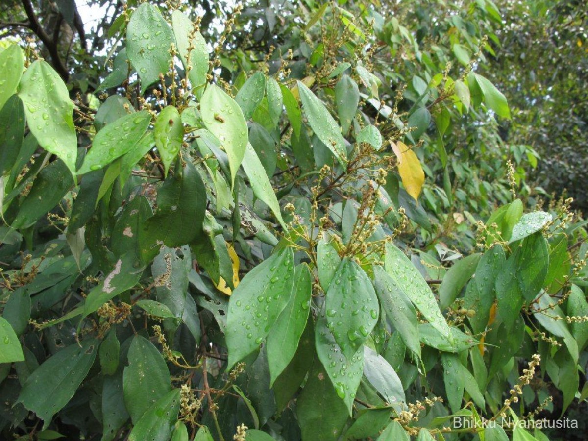 Mallotus philippensis (Lam.) Müll.Arg.